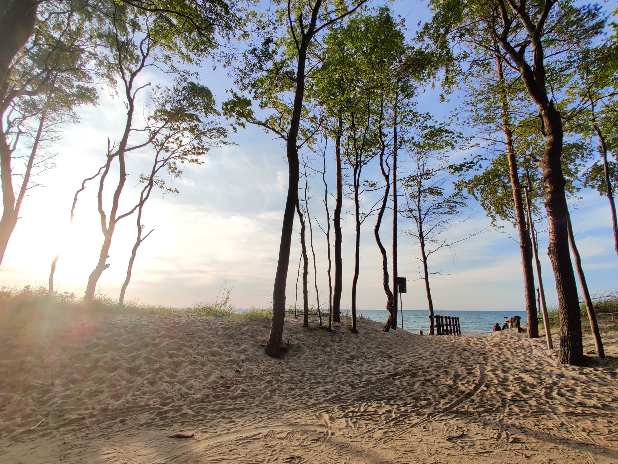 Sosny nad plażą