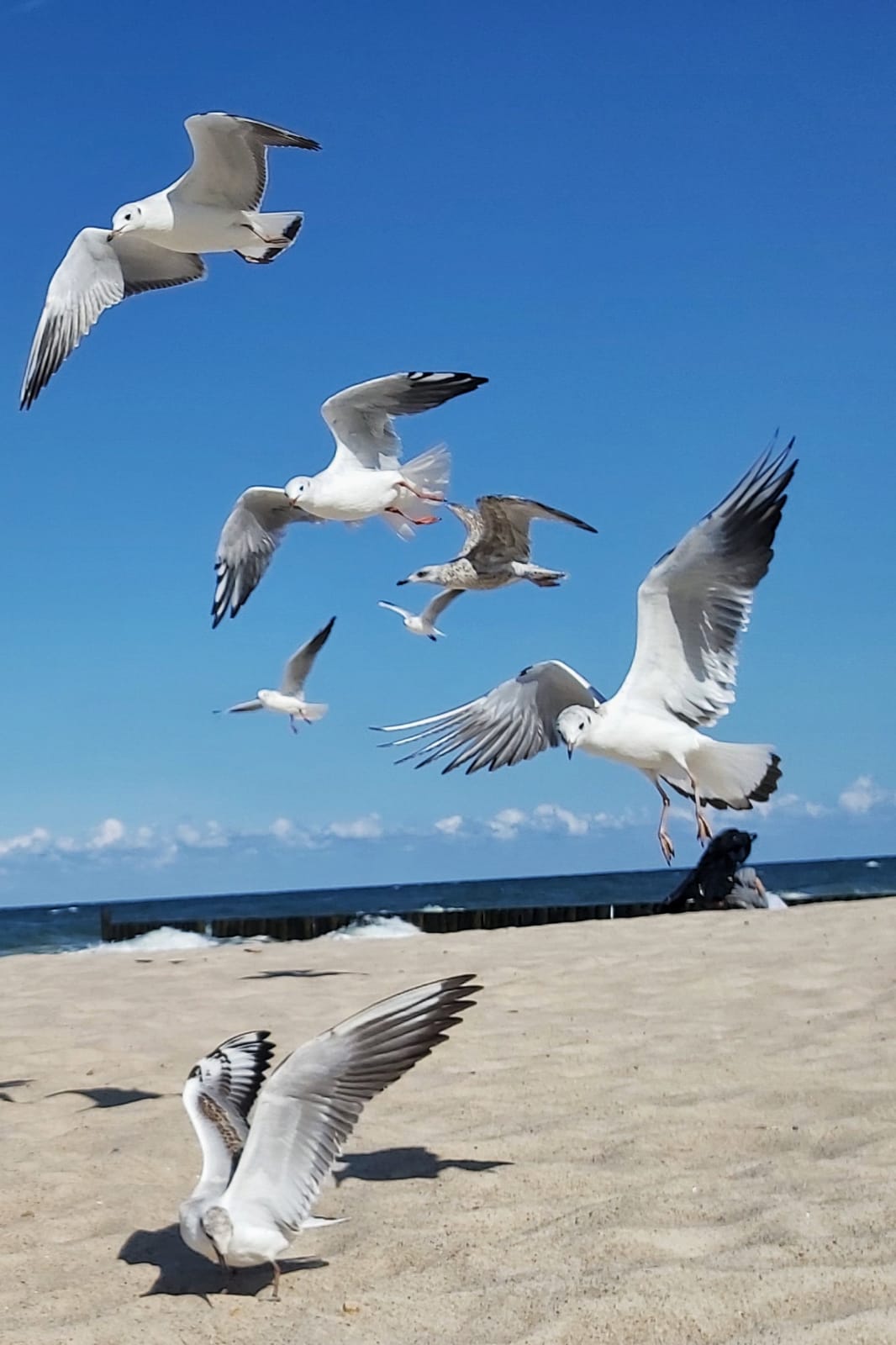 Mewy nad plażą